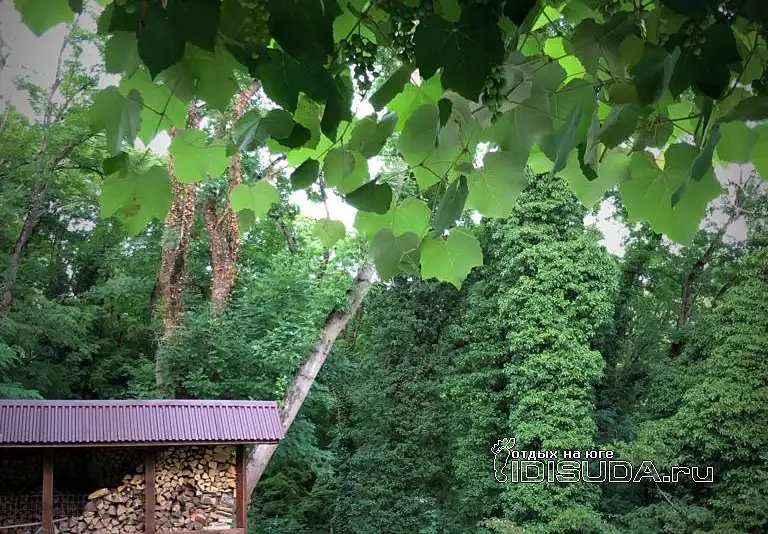 «Spring house» - гостевой дом - фотографии фотография